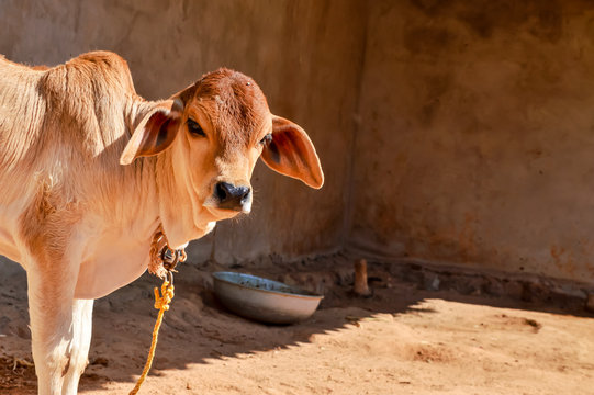 Close-up of a cow with natural backdrop.